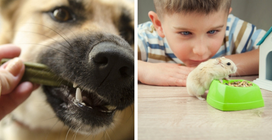 Dierenwinkel Poppelaars in Breda