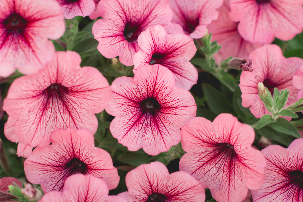 Petunia-eenjarige-planten-kopen