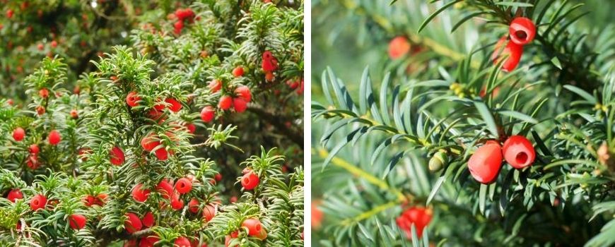 Taxus Baccata - Poppelaars