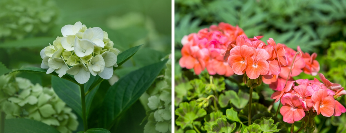 Hortensia en geranium