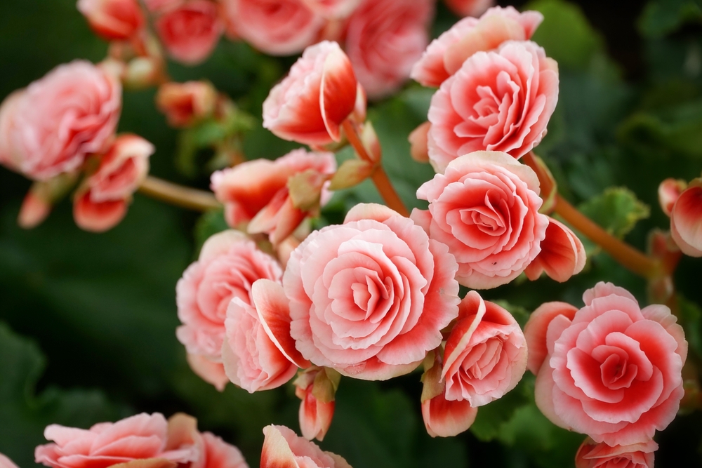 Begonia-eenjarige-planten-kopen