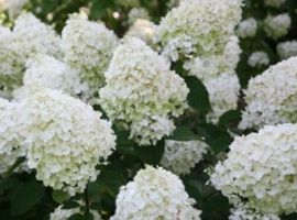 Hydrangea paniculata 'Silver Dollar'