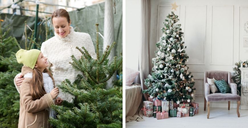 Kerstbomen kopen bij Poppelaars in Breda