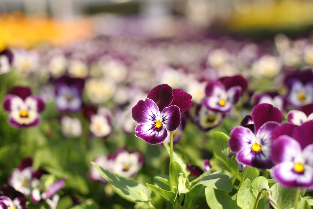 viool-eenjarige-planten-kopen