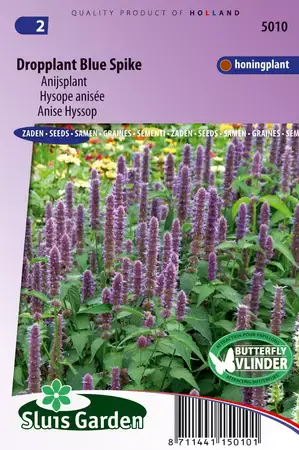 Agastache foeniculum blue spike