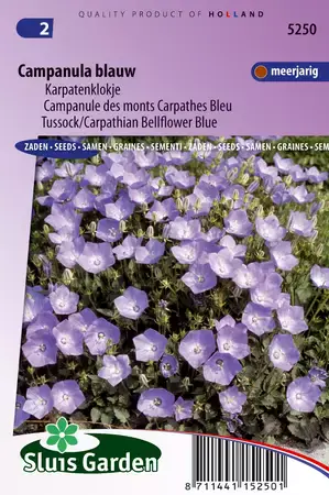 Campanula carpatica coerulea blauw