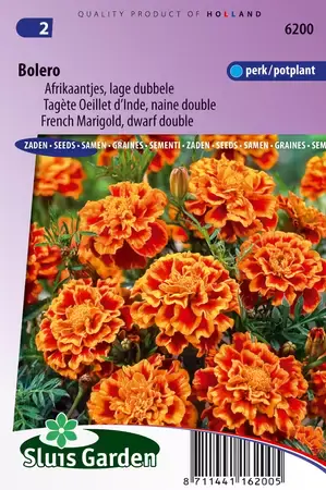 Tagetes patula bolero